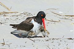 American Oystercatcher